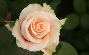 ROSE SWEET TACAZZI KENIA 50